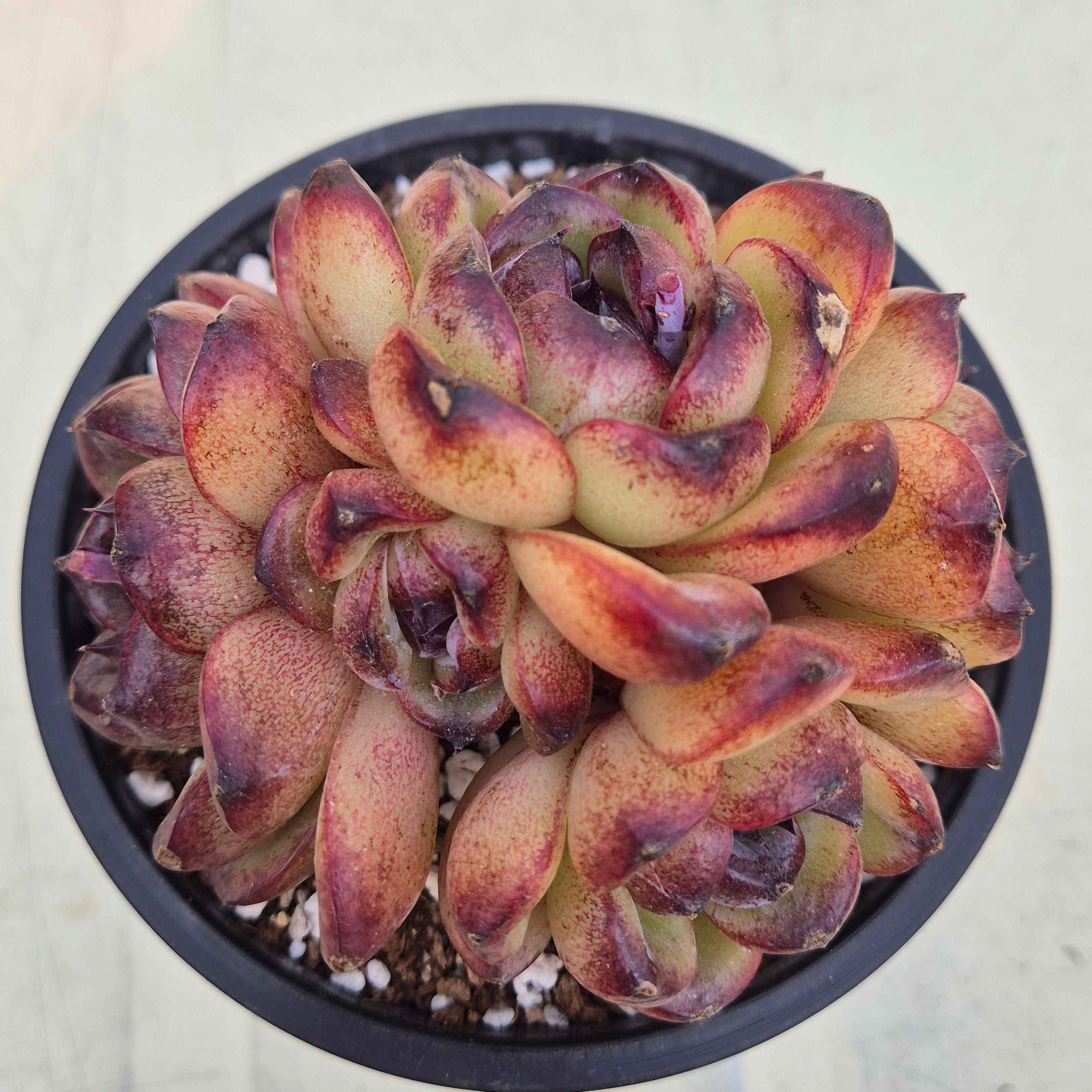 Echeveria Zenith cluster 