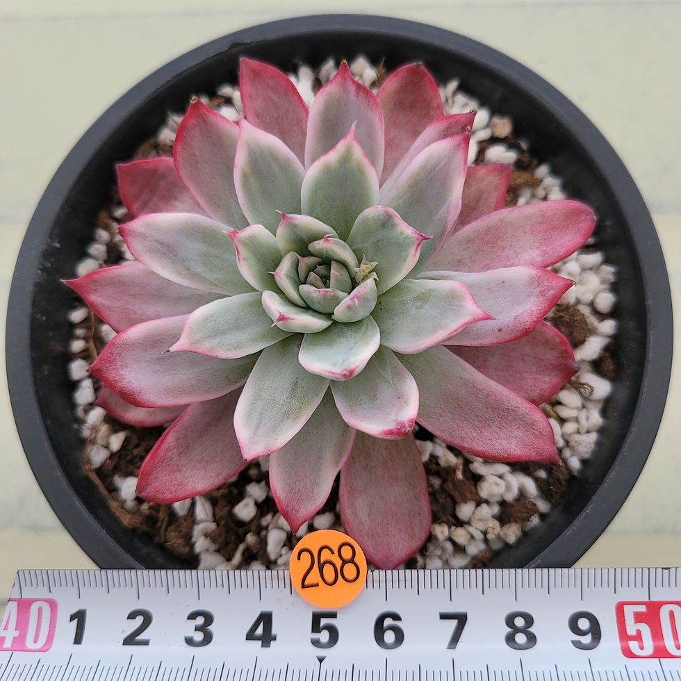 Thumbnail: Echeveria Uranus variegated 