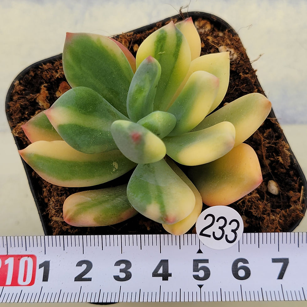 Thumbnail: Pachyphytum Doctor Cornelius variegated 