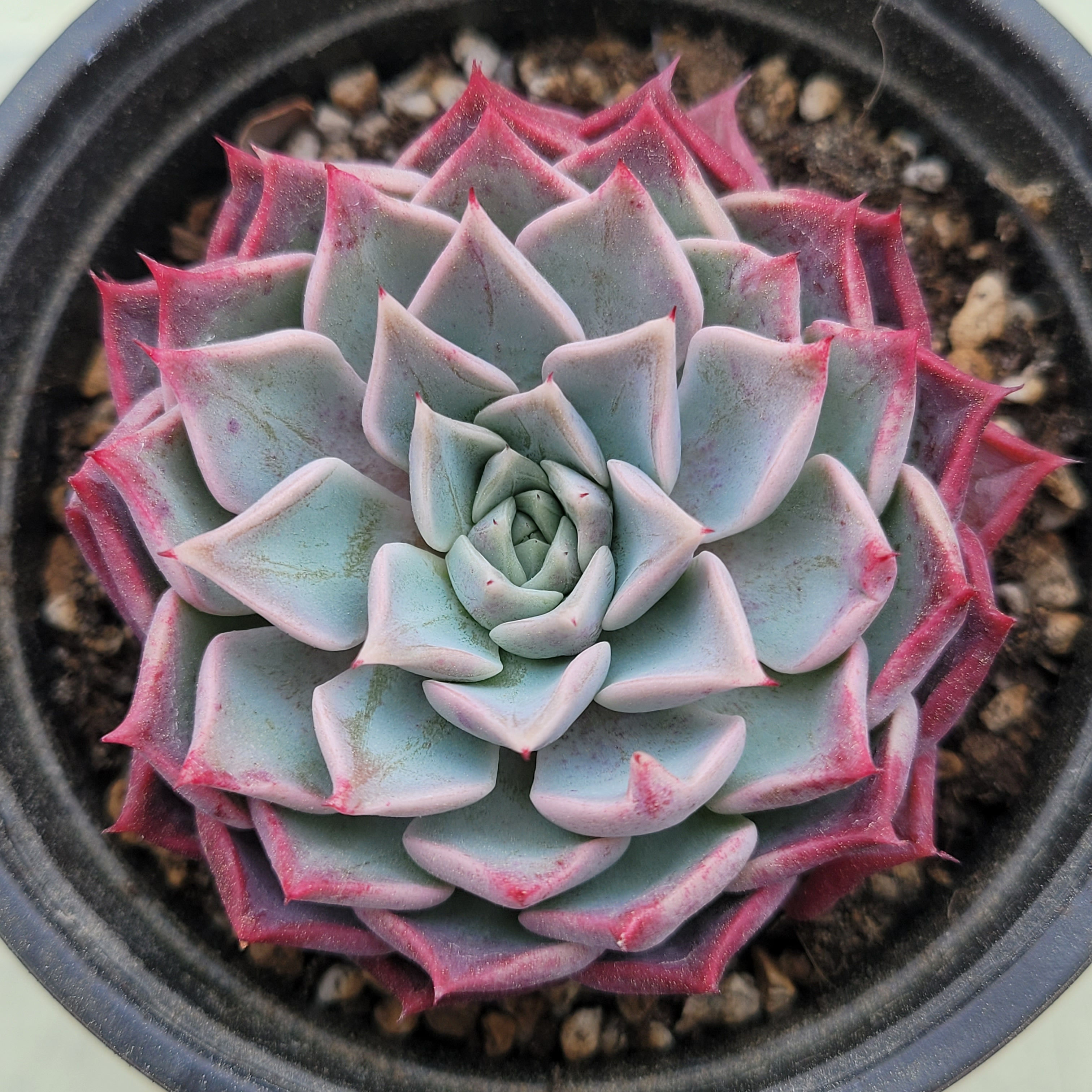 Echeveria Dam Hong 