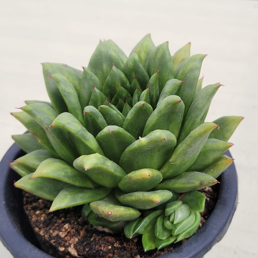 Thumbnail: Echeveria Agavoides Maria Bump variegated 