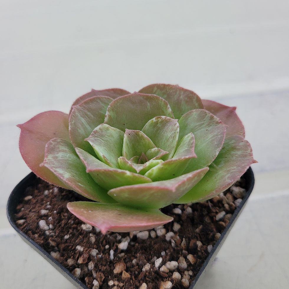 Thumbnail: Aeonium taeyang variegated 