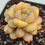 Thumbnail: Graptoveria Ametum variegated 