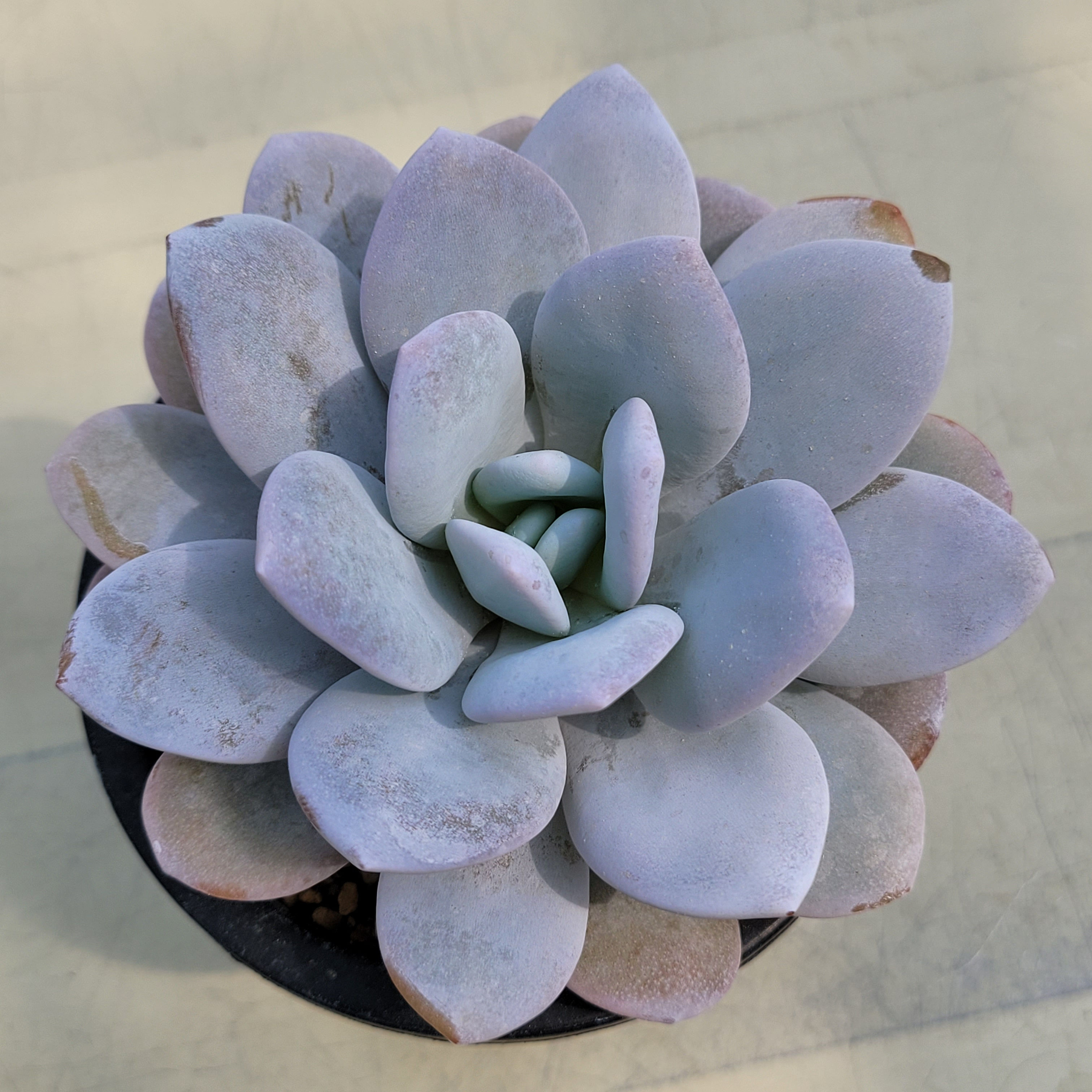 Echeveria Laui 