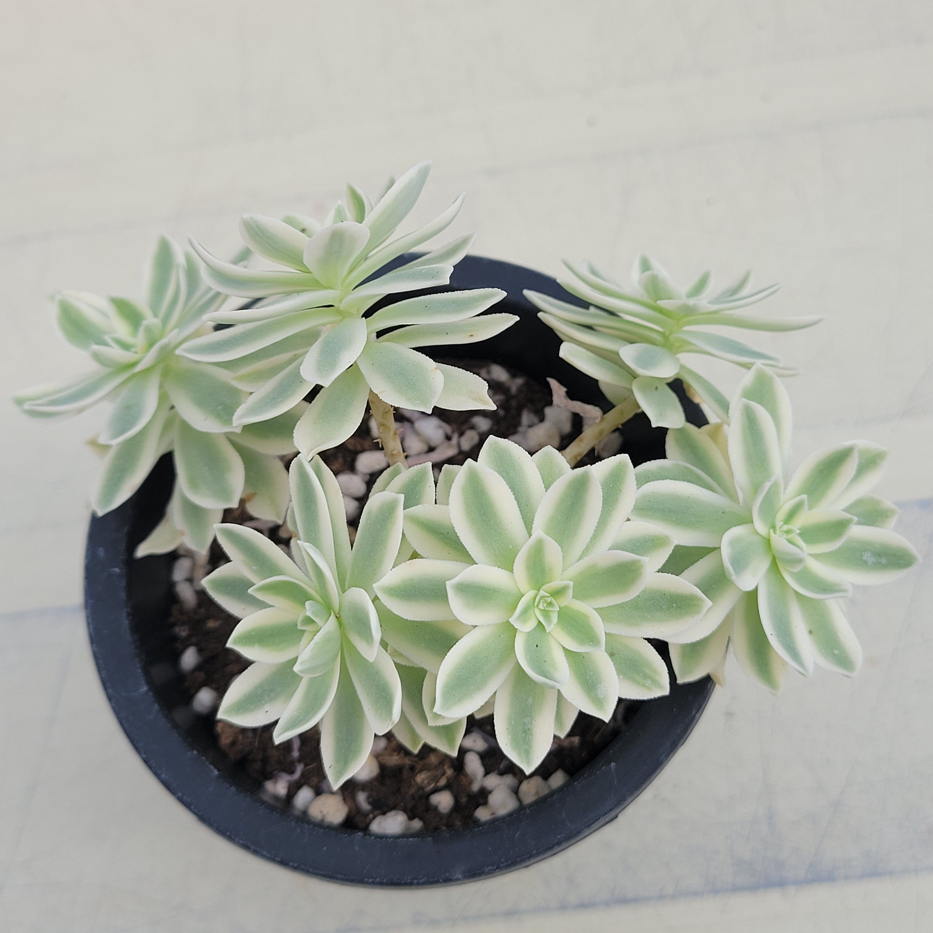 Sedum Palmeri variegated 