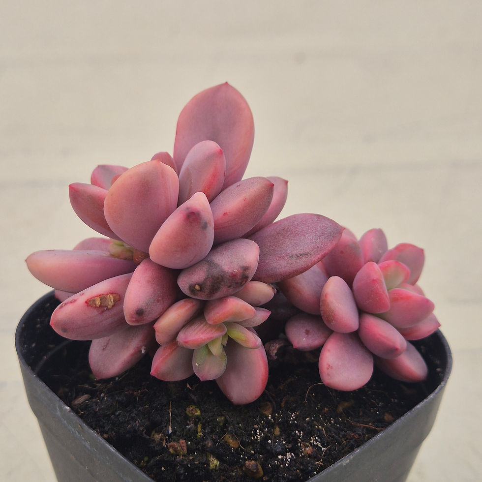 Thumbnail: Echeveria Pink Rezly variegated cluster 