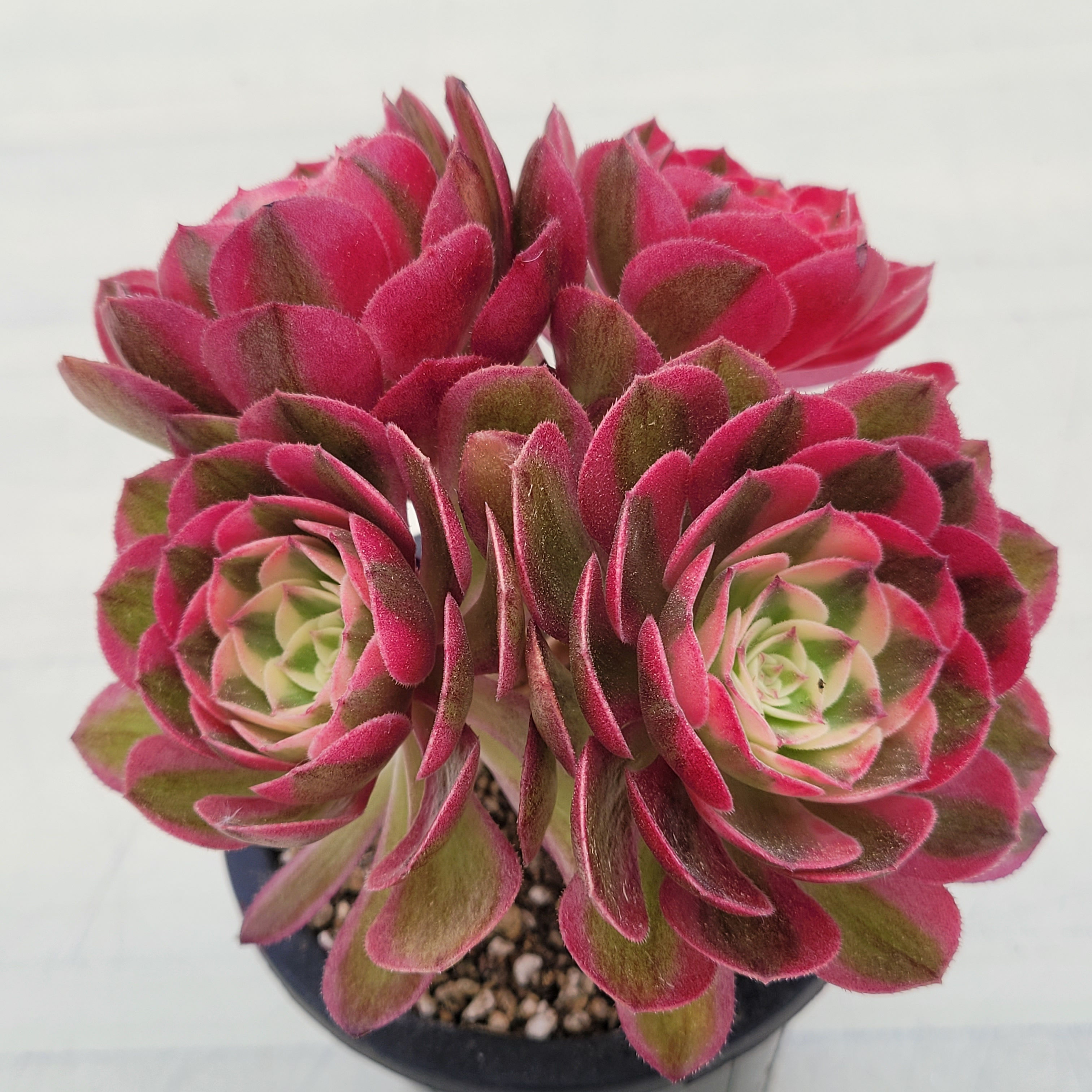 Aeonium Pink Angel variegated 