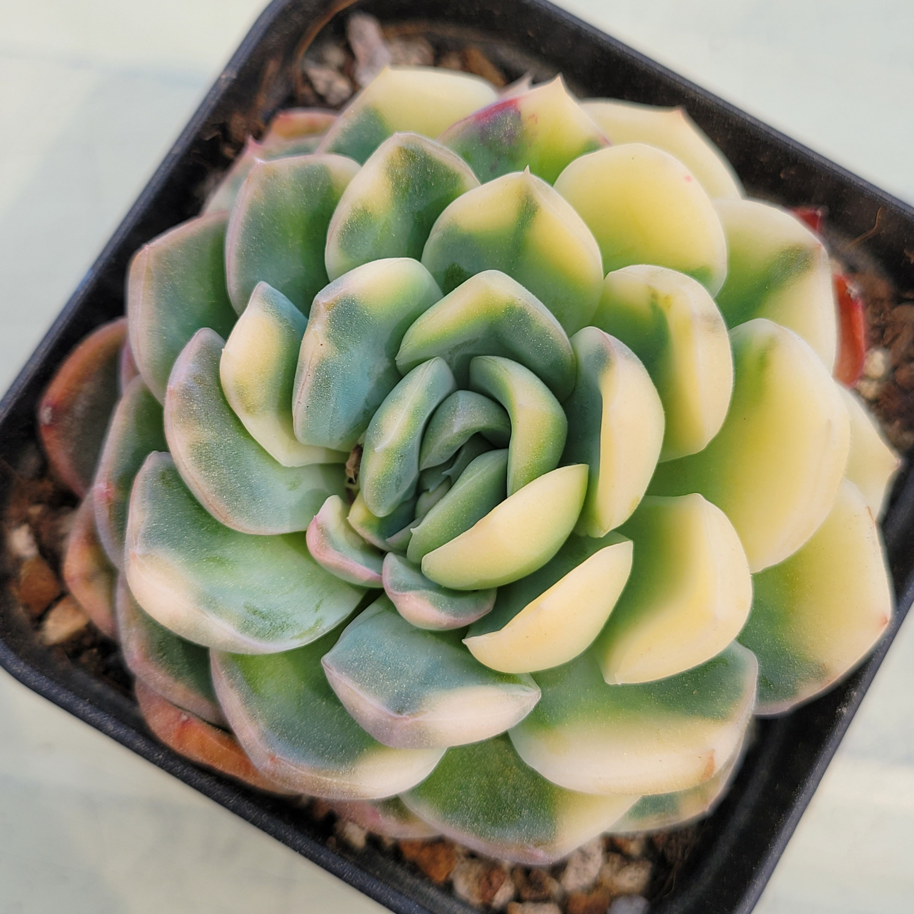 Echeveria Super Elegance variegated 