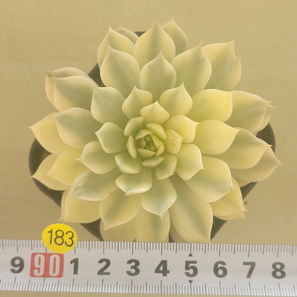 Thumbnail: Echeveria Olivia variegated 