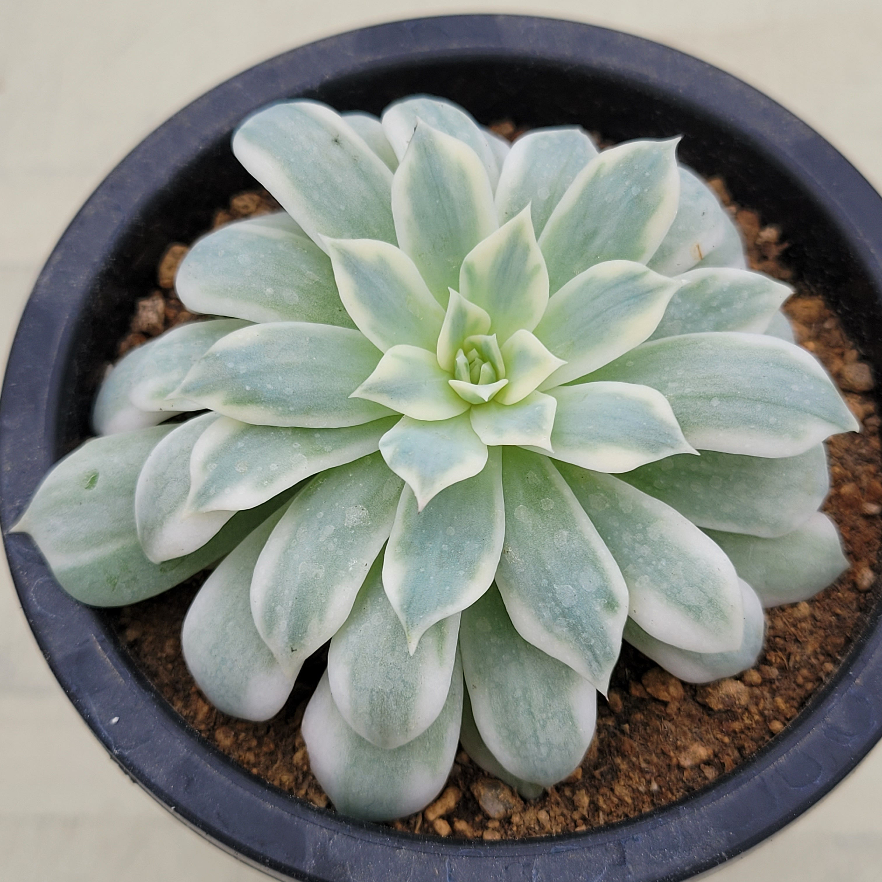 Echeveria Peacockii variegated 