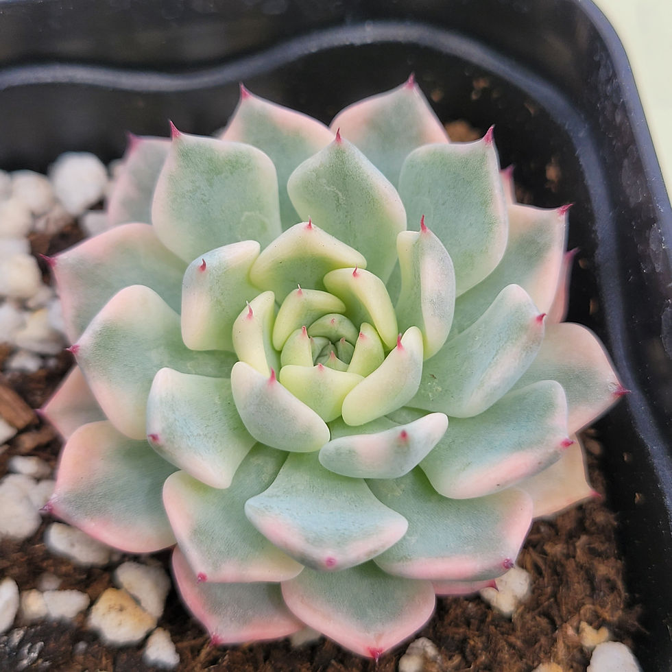 Thumbnail: Echeveria Sarahime variegated 