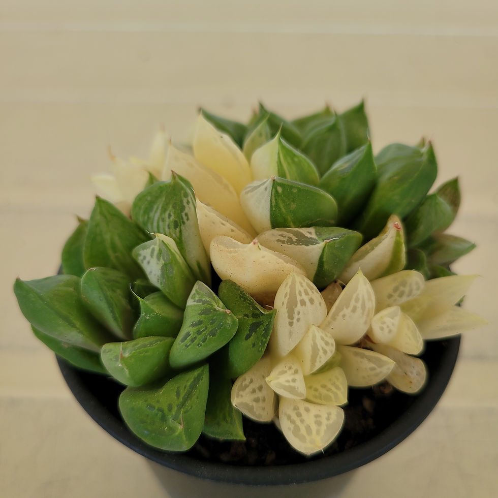 Thumbnail: Haworthia Super Marine variegated 