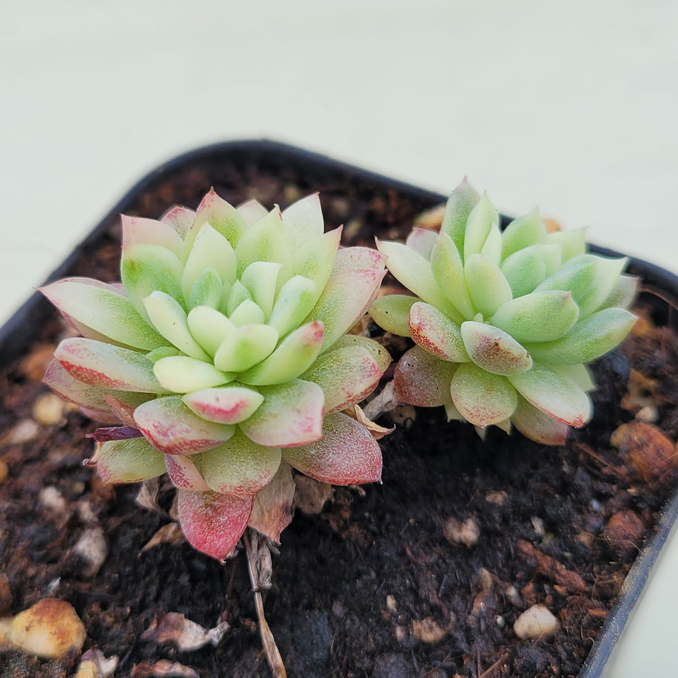 Thumbnail: Echeveria Macdougallii variegated 