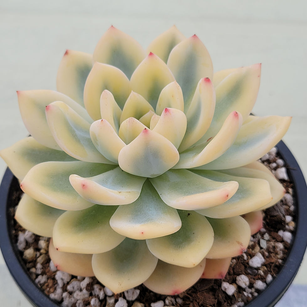 Thumbnail: Echeveria Orange Monroe variegated 