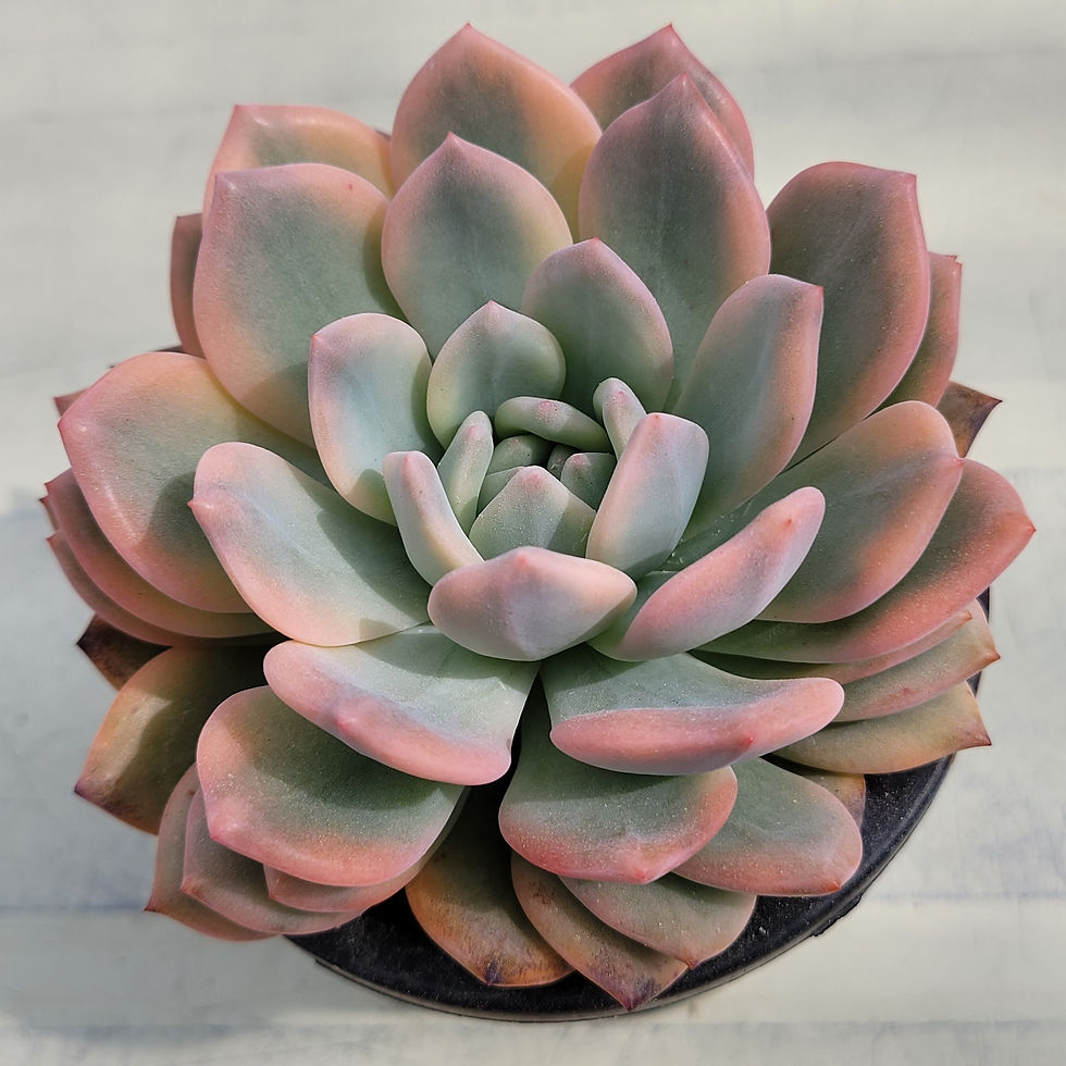 Thumbnail: Echeveria Ariel variegated 