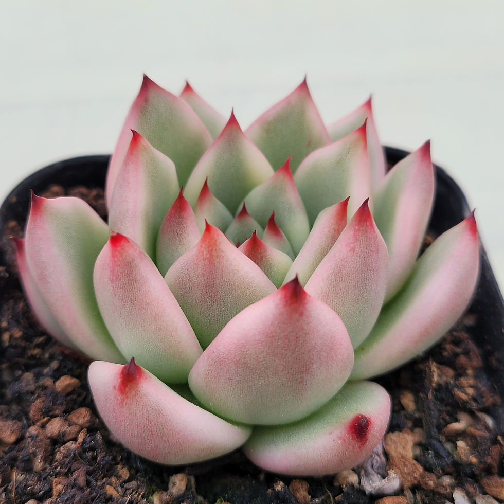 Thumbnail: Echeveria Agavoides Amestro variegated 