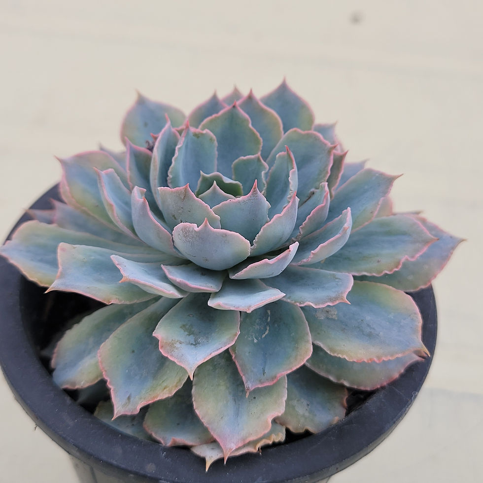 Thumbnail: Echeveria Blue Heron variegated 