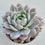 Thumbnail: Echeveria Tippy variegated 