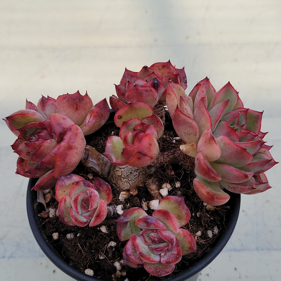 Thumbnail: Echeveria Ebol 