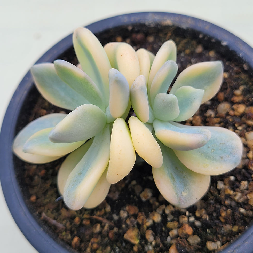 Thumbnail: Graptoveria Granplas variegated 