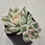 Thumbnail: Echeveria Sakura variegated 