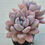 Thumbnail: Echeveria Misjin 