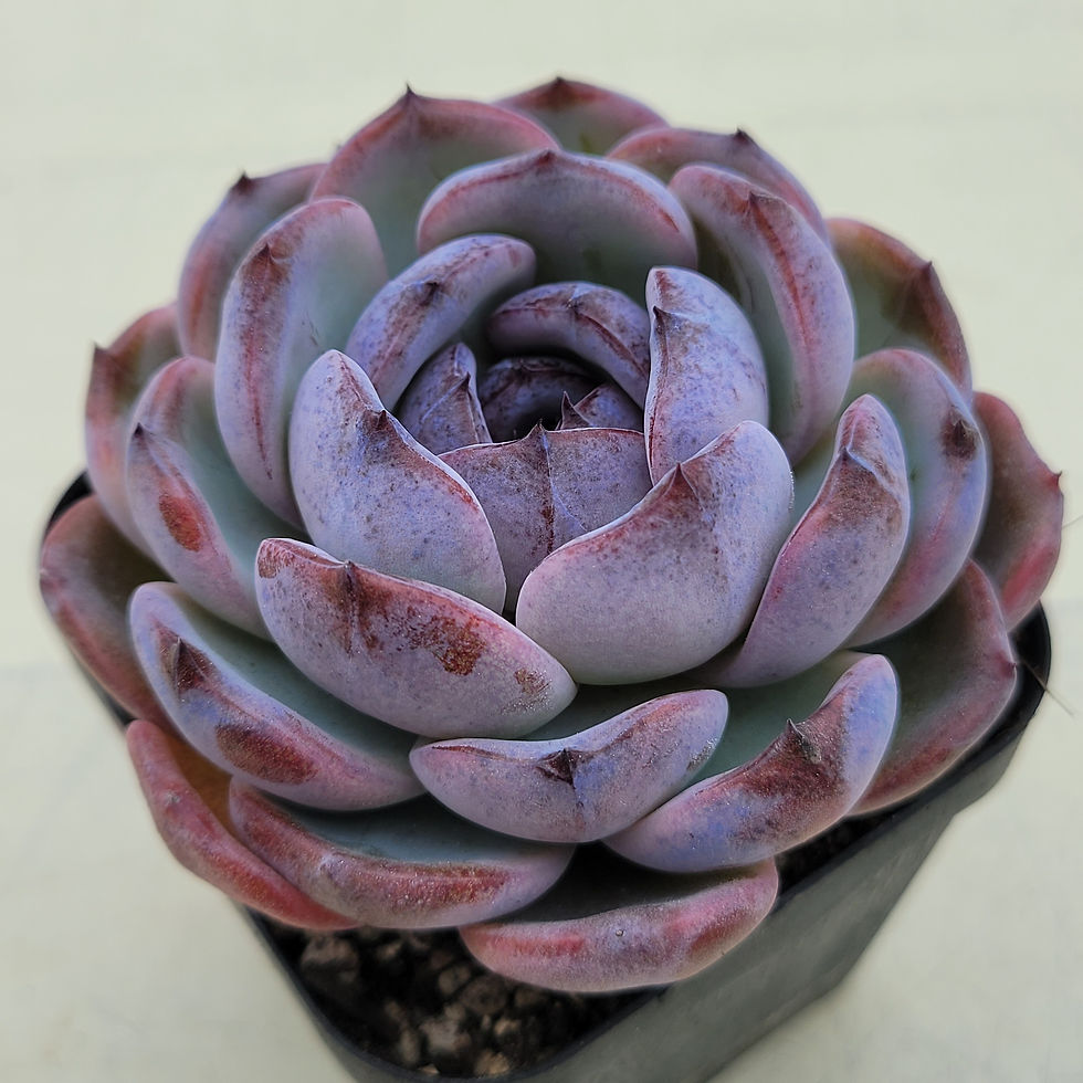 Thumbnail: Echeveria Dark Opal 