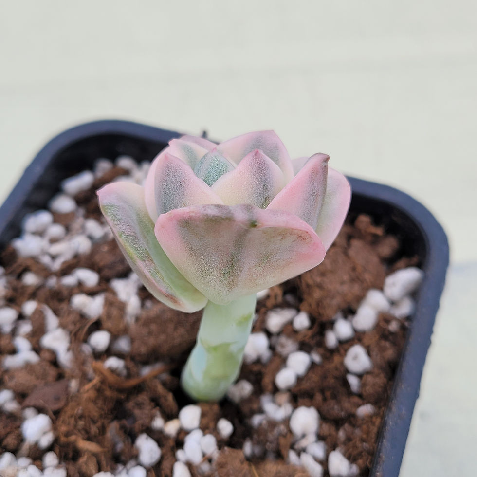 Thumbnail: Echeveria Pink Lovely Rose variegated 
