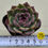 Thumbnail: Echeveria Purple Queen 