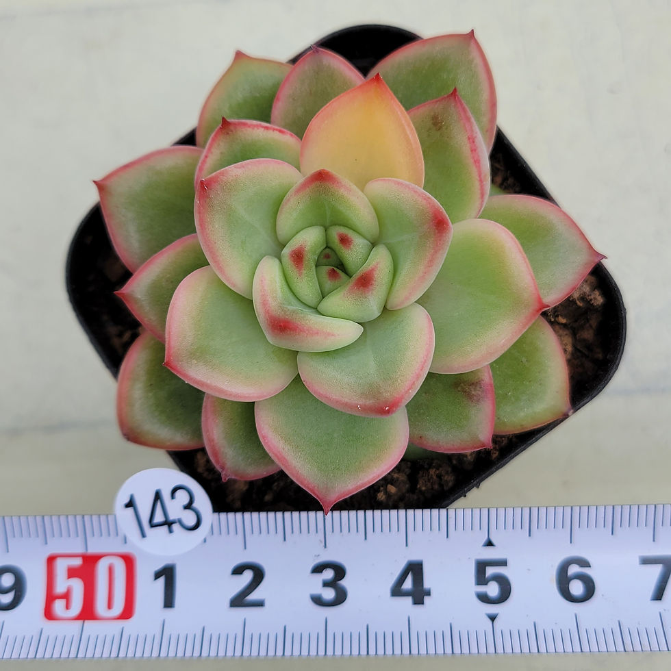 Thumbnail: Echeveria Herson 