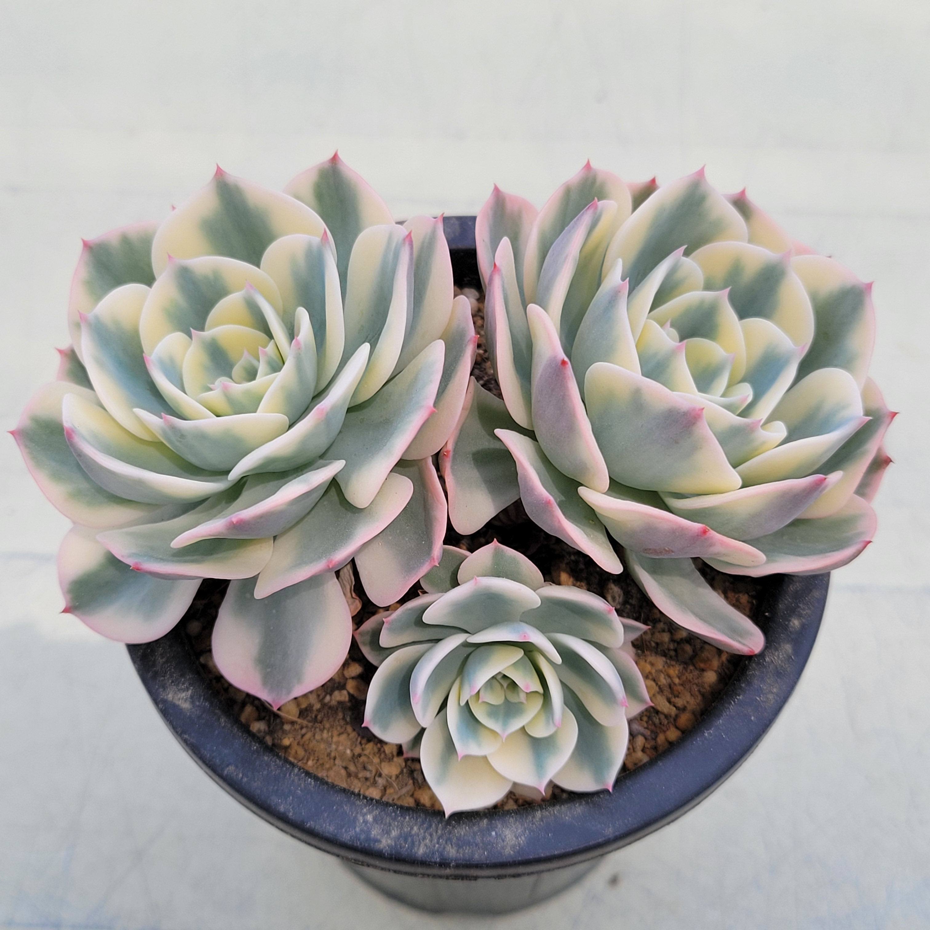 Echeveria Lenore Dean 