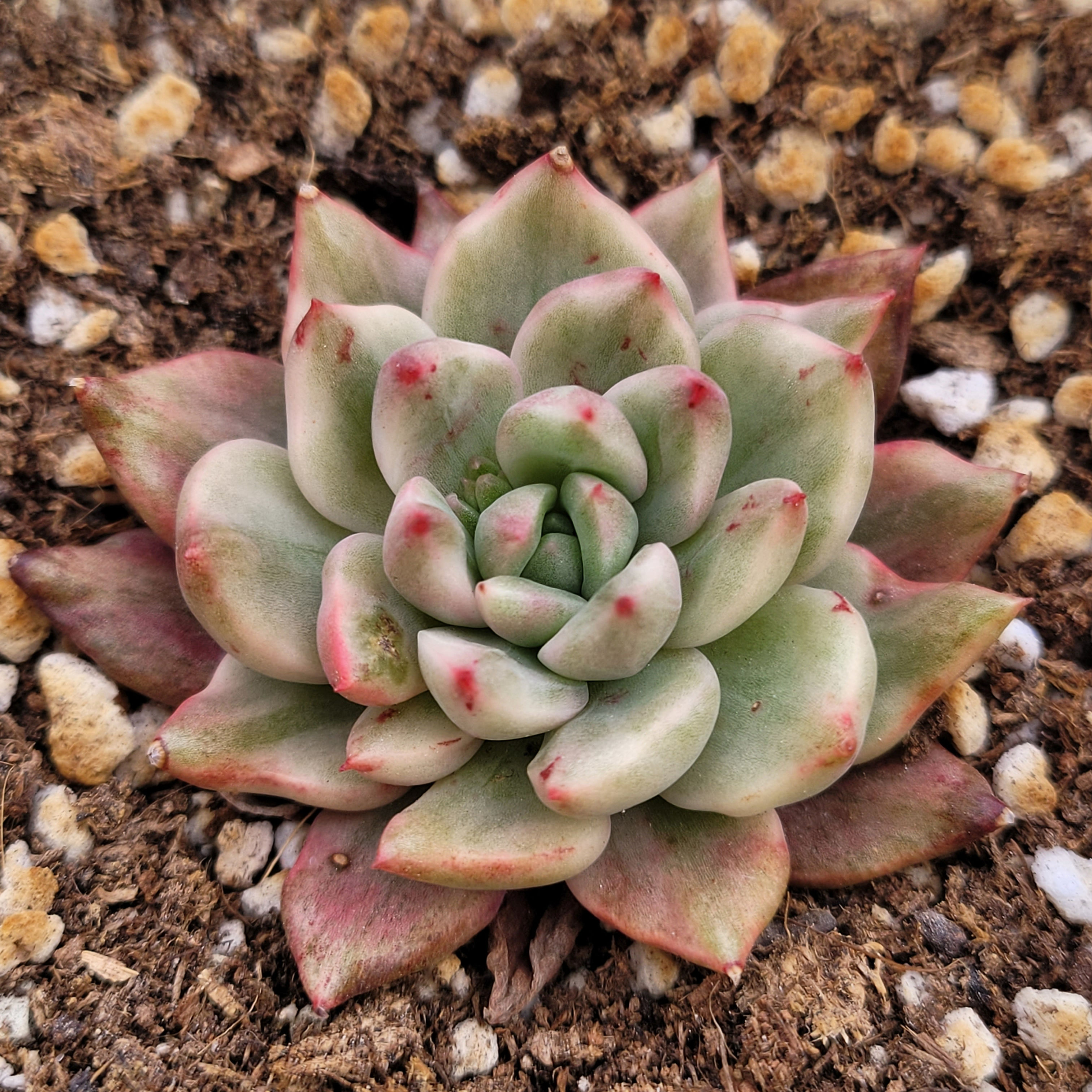 Echeveria Red Wine variegated 