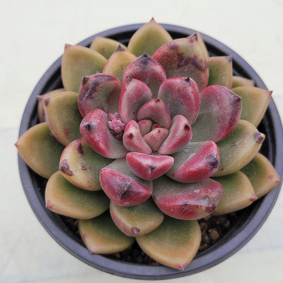 Thumbnail: Echeveria Antete 