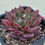 Thumbnail: Echeveria Red Solar 