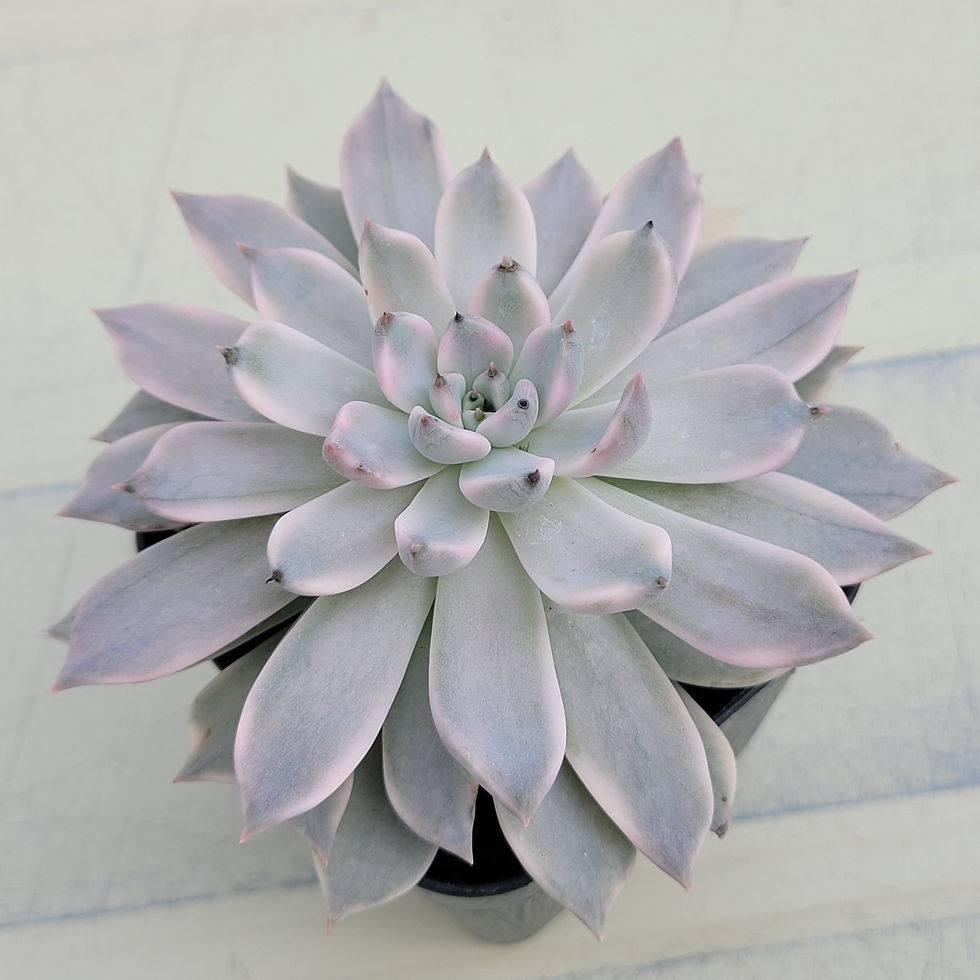 Thumbnail: Echeveria Pink Zaragosa variegated 