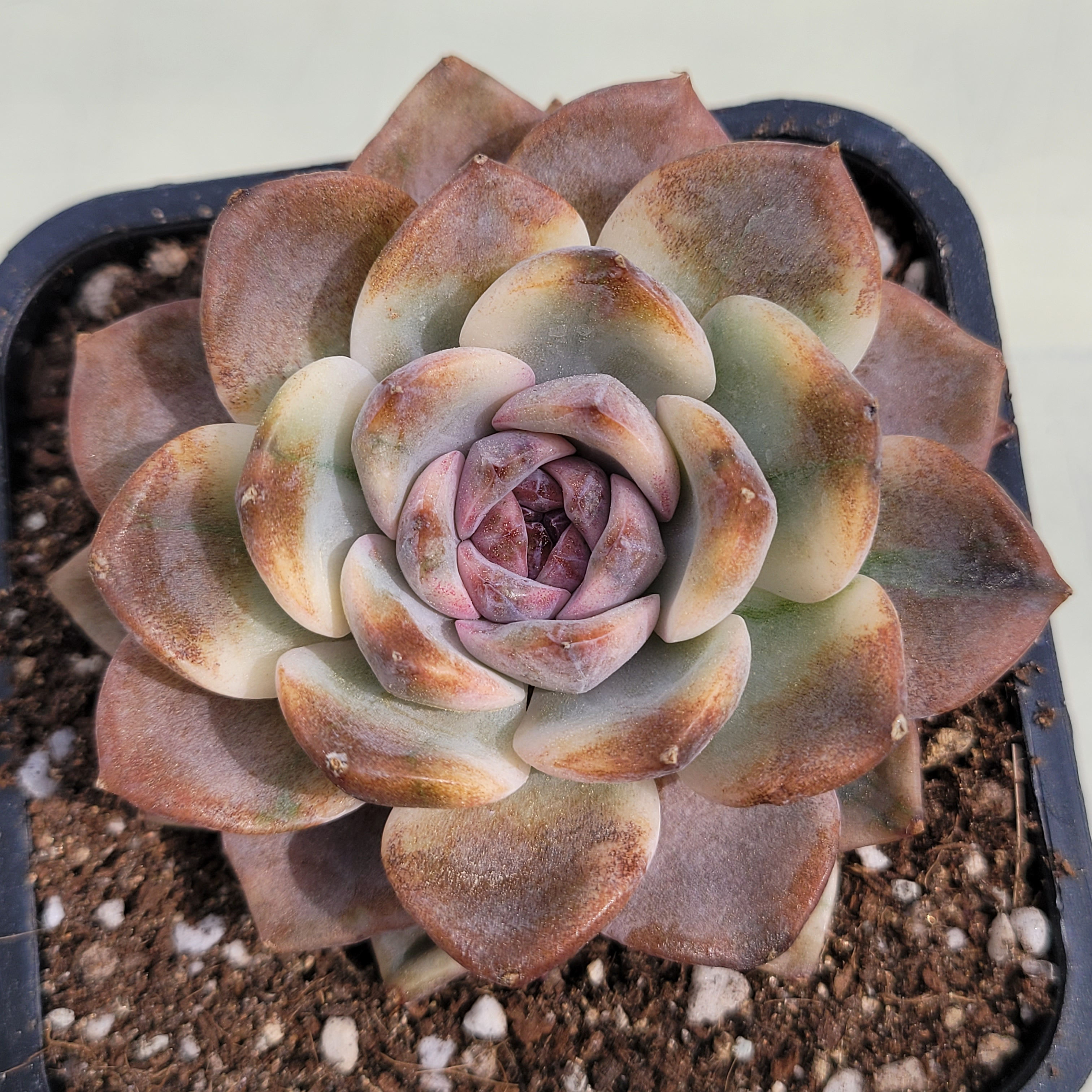 Echeveria Crazy Lavender variegated 