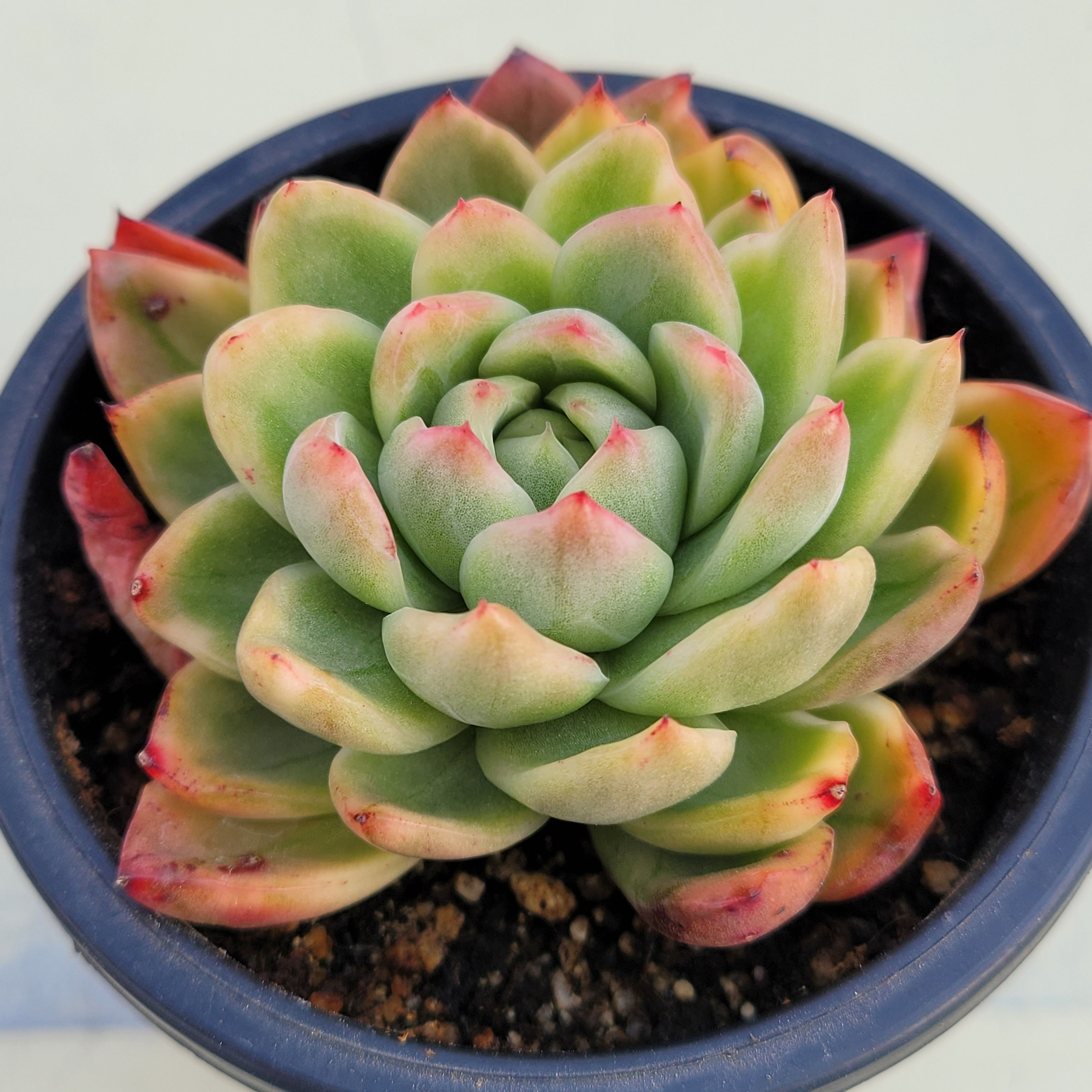 Echeveria Golden Bling variegated 