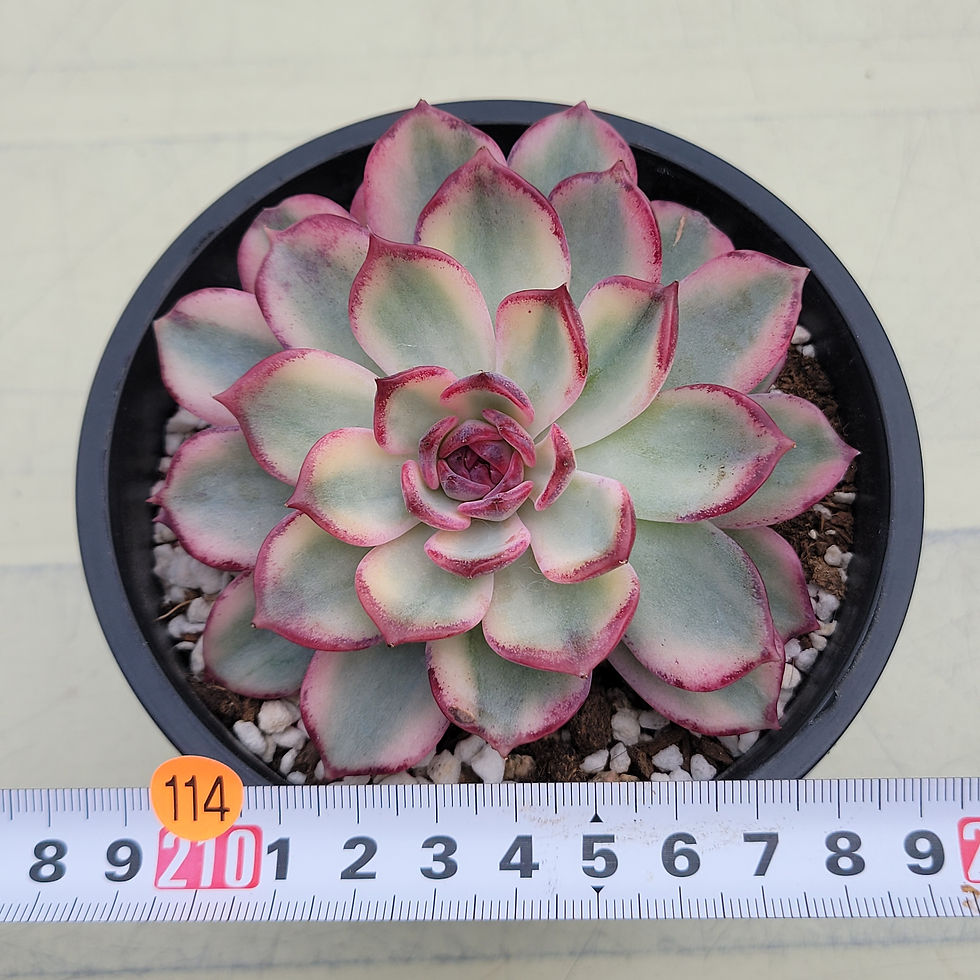 Thumbnail: Echeveria Midnight Love variegated 