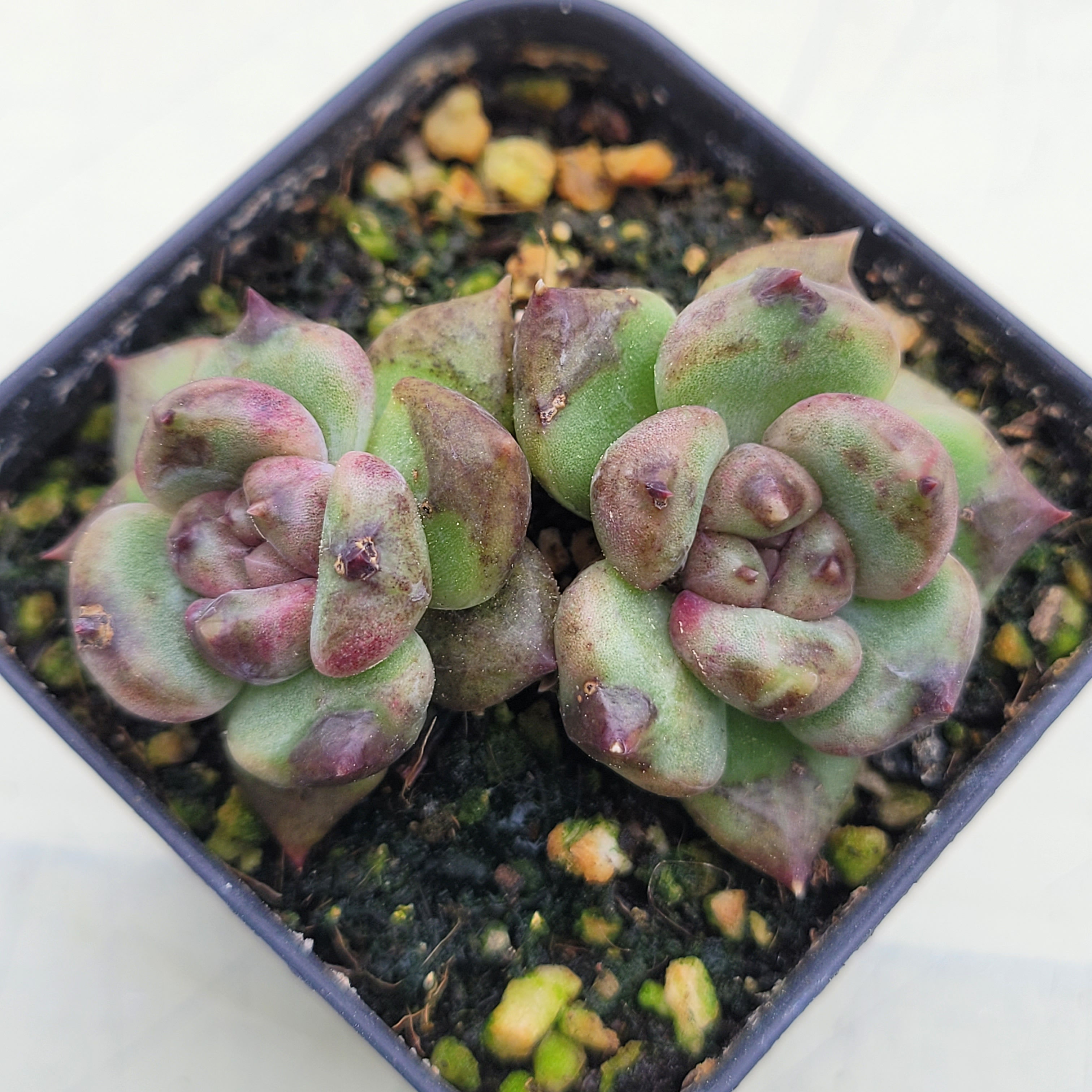 Echeveria Stone Henge 