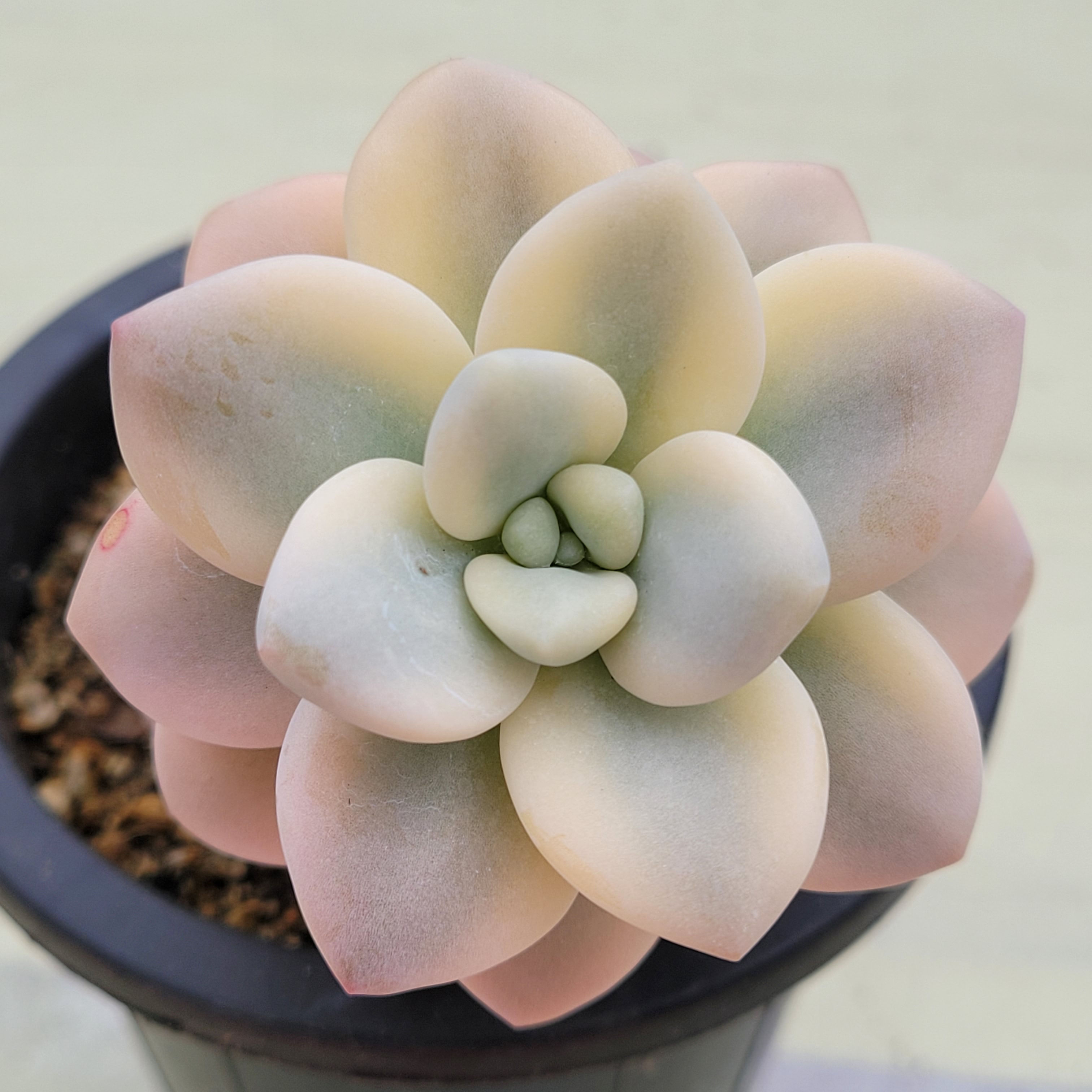 Graptopetalum Caviar variegated 
