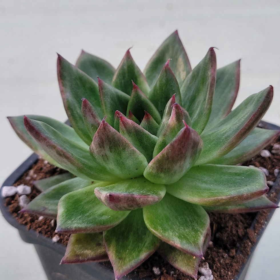 Thumbnail: Echeveria Black Gantz variegated 