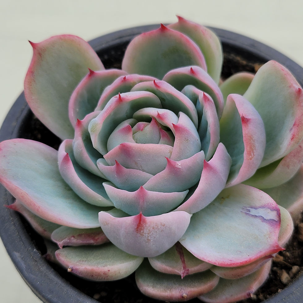 Thumbnail: Echeveria Ruby Brush variegated 