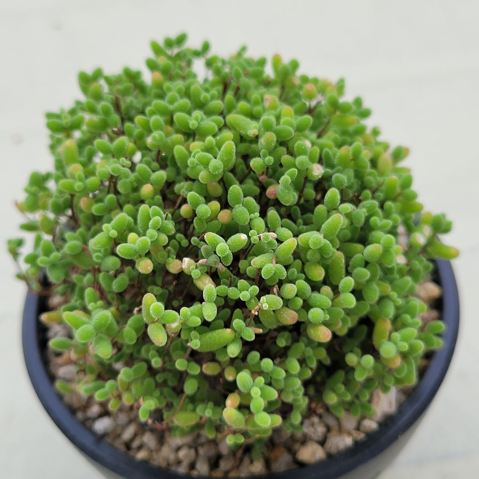 Thumbnail: Drosanthemum Globosum 'Honey Orange'