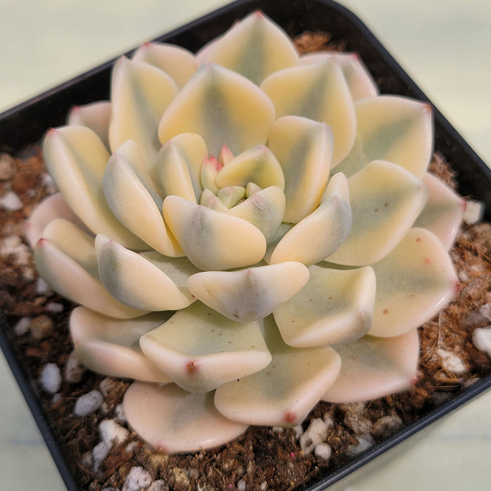 Thumbnail: Echeveria Pink Beauty variegated 