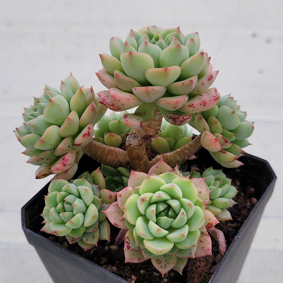 Thumbnail: Echeveria Macadamia 