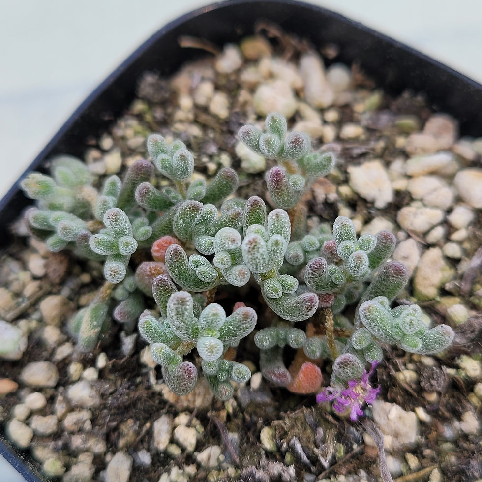Thumbnail: Drosanthemum Globosum 'Ice Crystal'