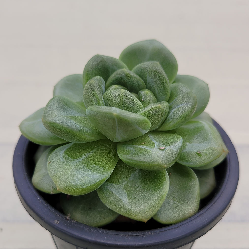 Thumbnail: Echeveria White Rose 