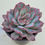 Thumbnail: Echeveria Werther variegated 