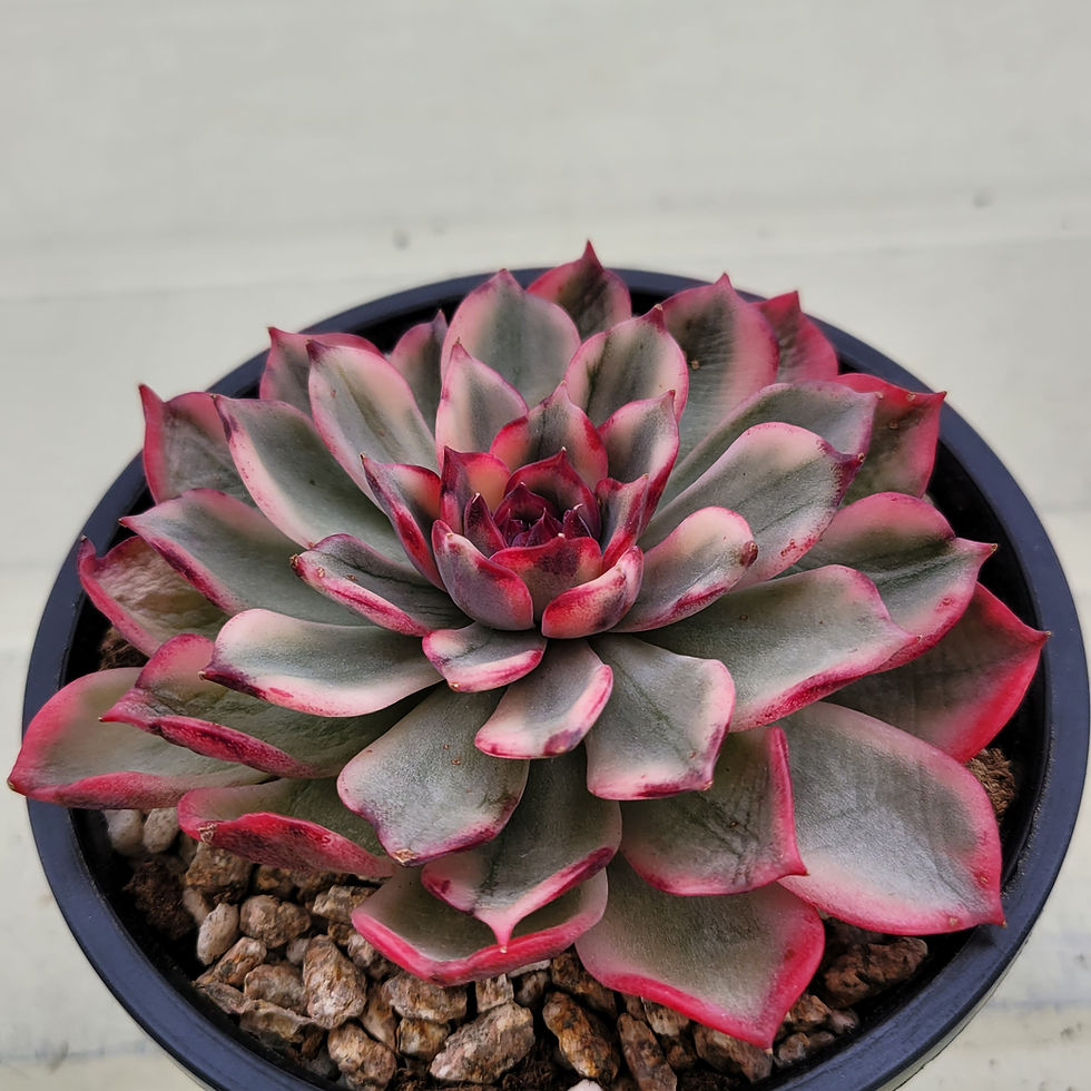 Thumbnail: Echeveria Midnight Love variegated 