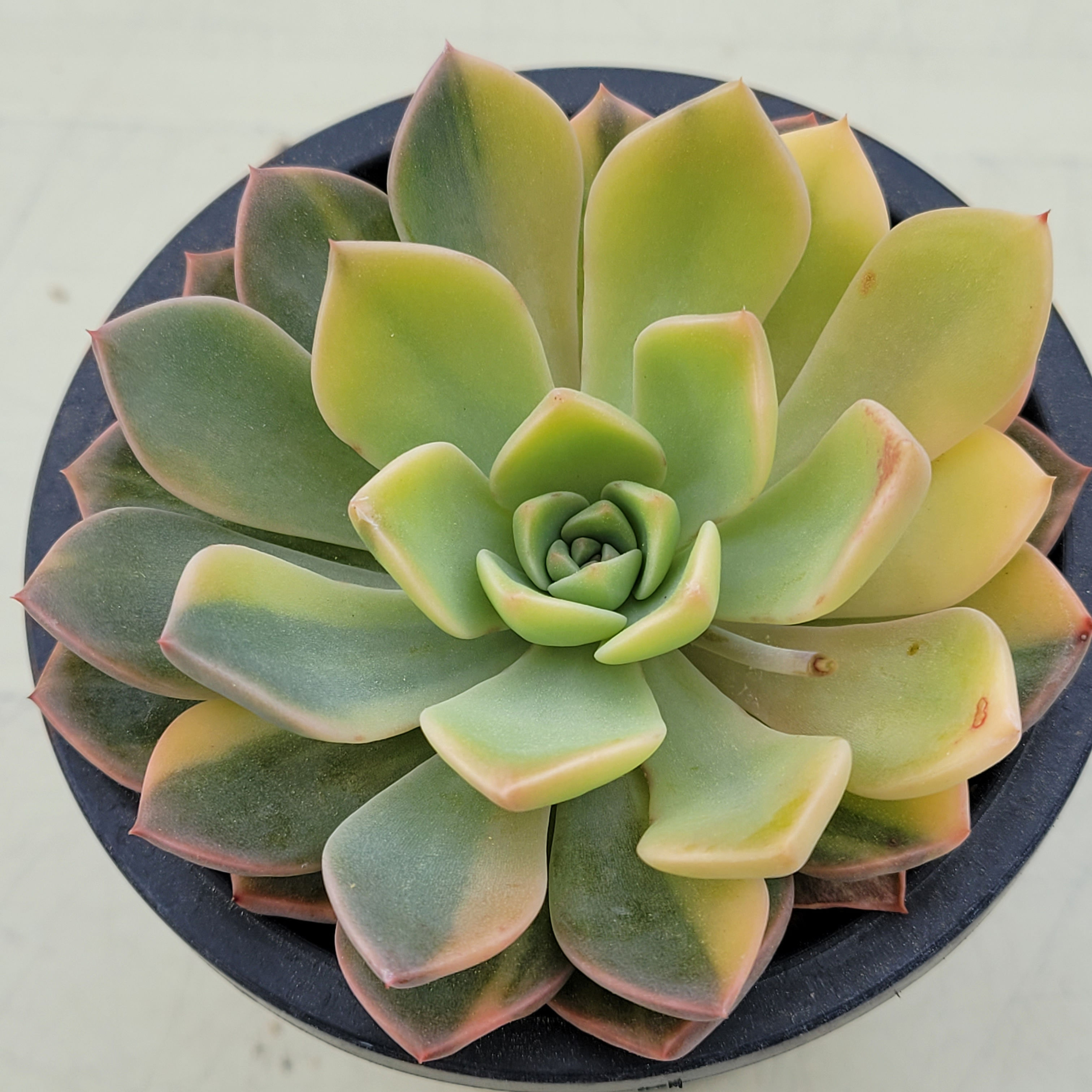 Echeveria Pretty in Pink variegated 